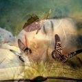 Medium Zafira - Jenseitskontakte - Hellsehen und Wahrsagen - Tierkommunikation - Medium & Channeling - Liebe & Partnerschaft